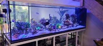 Titan build aquarium fish tank steel base aquarium strong white frame 